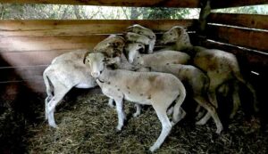 Agriturismo Lucca, pecore di rientro all'ovile.